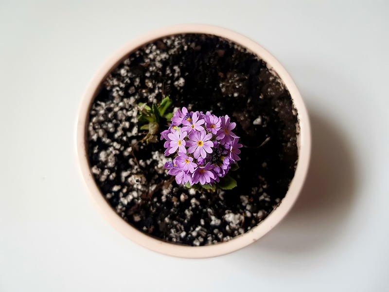 Personalized Plant Gifts