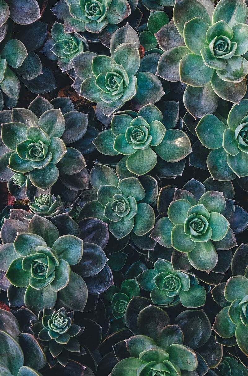 DIY Eco-Friendly Kits